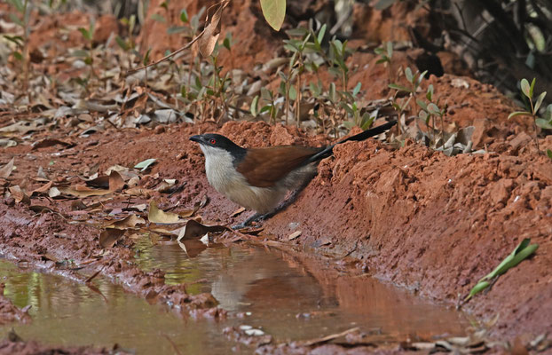 Centropus senegalensis - Senegal Coucal