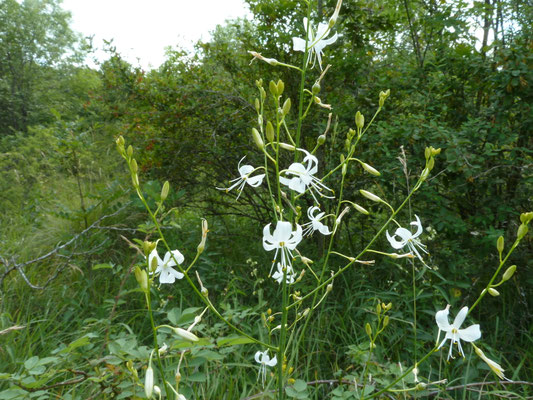Anthericum liliago- Grote graslelie