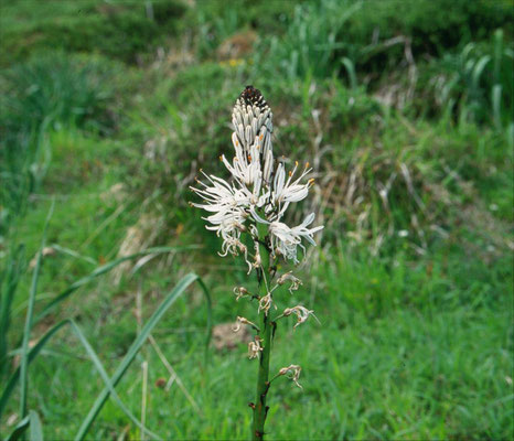 Asphodelus albus - Witte Affodil
