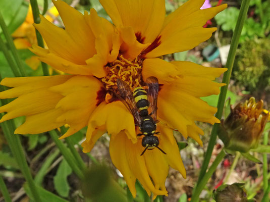 Cerceris rybyensis - Groefbijendoder