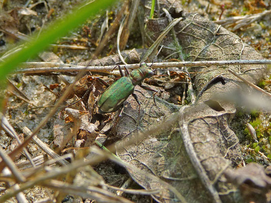 Cylindera germanica - Duitse zandloopkever