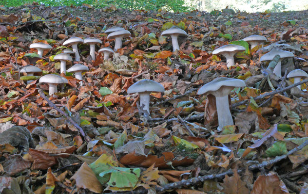 Clitocybe nebularis - Nevelzwam