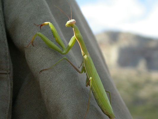 Mantis religiosa