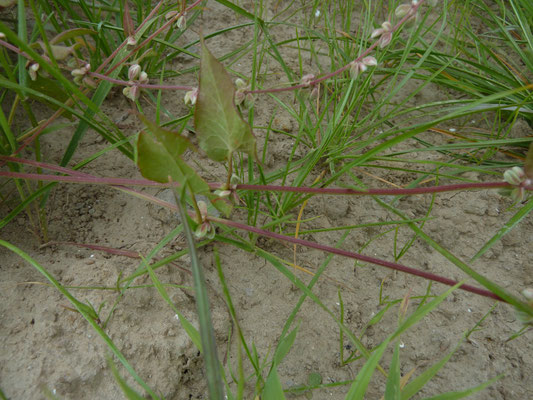 Fallopia convolvulus - Zwaluwtong