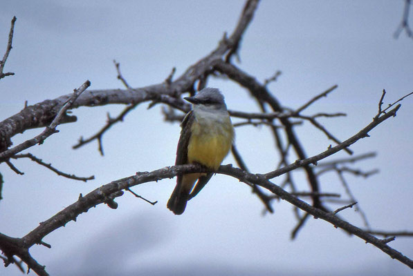 Couch's Kingbird