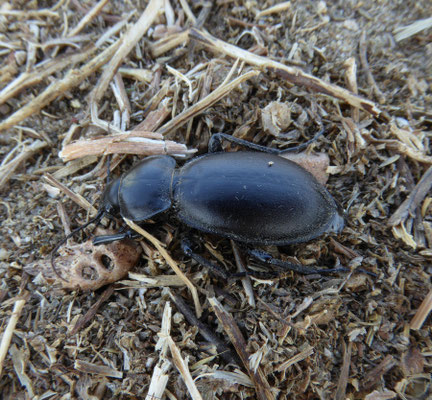 Carabus impressus