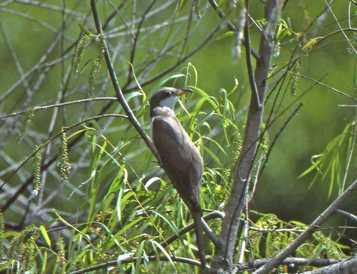 Yellow-billed Cuckoo