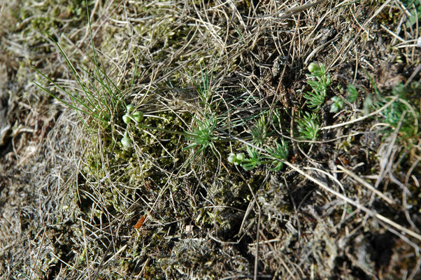 Spergula morisonii - Heidespurrie