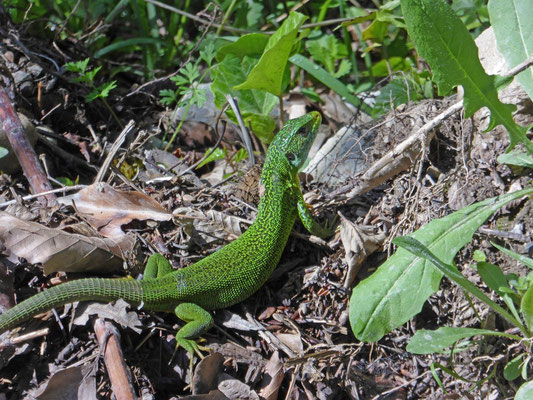 Oostelijke smaragdhagedis (Lacerta viridis)