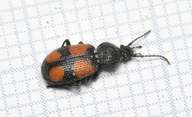 Panagaeus bipustulatus - Tweevleksmalkop