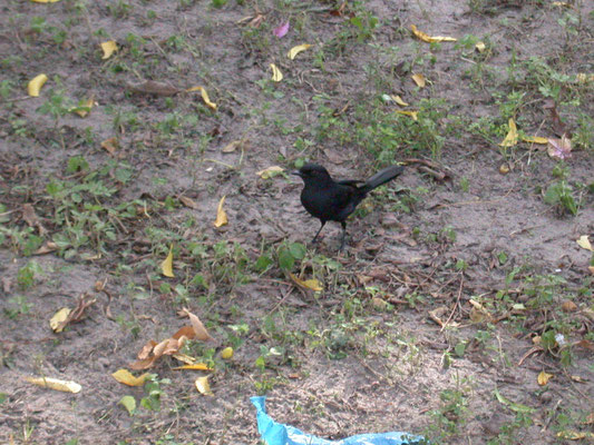 Northern Black Flycatcher