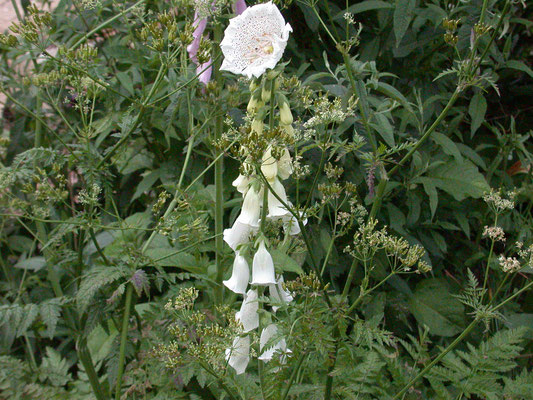 Digitalis purpurea - Vingerhoedskruid