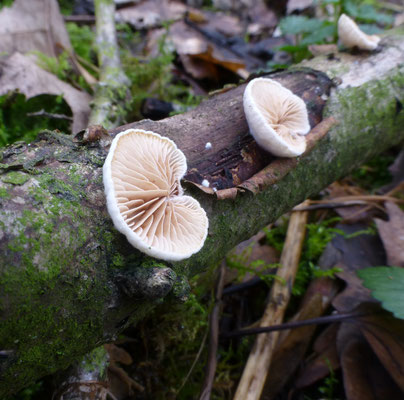 Crepidotus cesatii - Rondsporig oorzwammetje