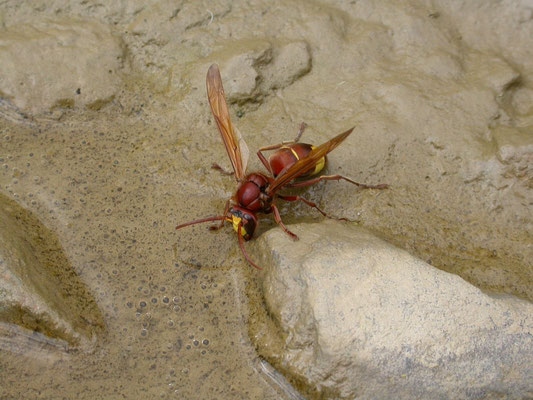 Vespa orientalis