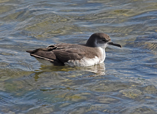 Noordse pijlstormvogel