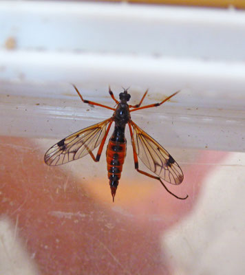 Dictenidia bimaculata - Tweevleklangpoot