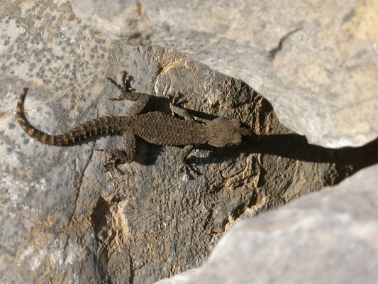 Egeïsche naaktvingergekko