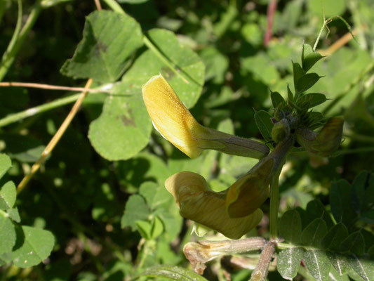 Astragalus drupaceus