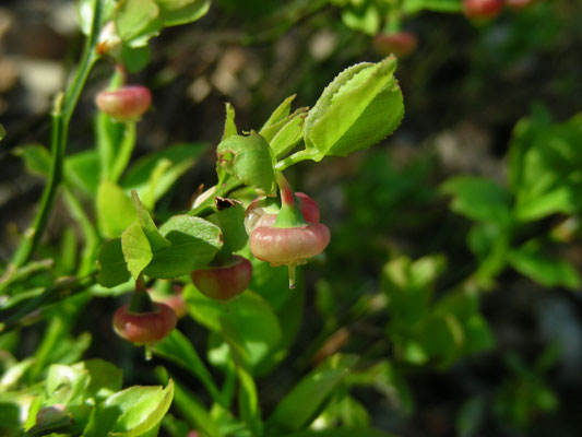 Vaccinium myrtillus - Blauwe bosbes