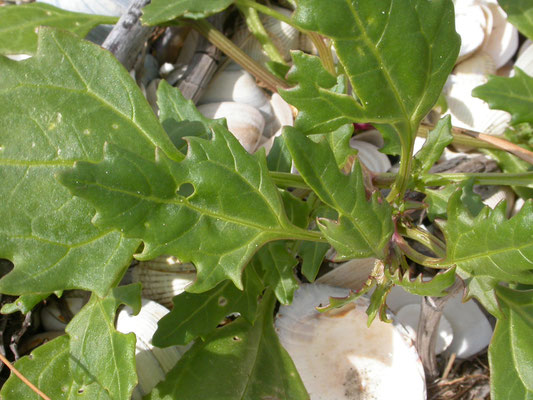 Atriplex prostrata - Spiesmelde