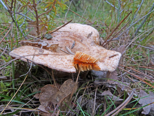 Lactarius chrysorrheus - Zwavelmelkzwam