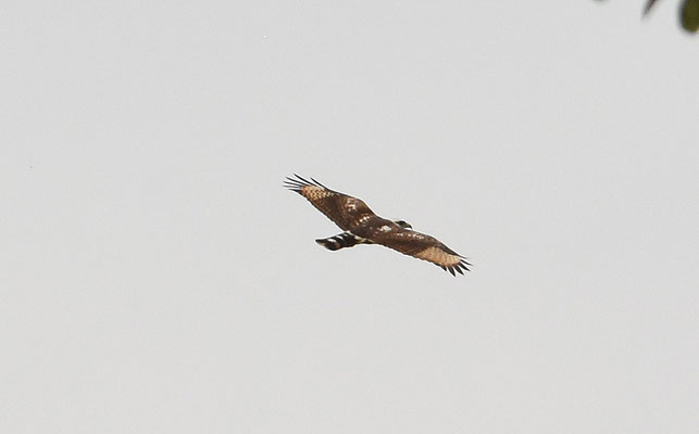 Gray-lined Hawk