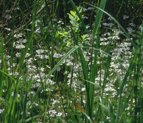 Hottonia palustris - Waterviolier