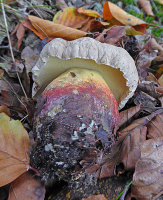 Caloboletus calopus - Pronksteelboleet