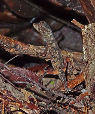 Anolis trachyderma - Common Forest Anole