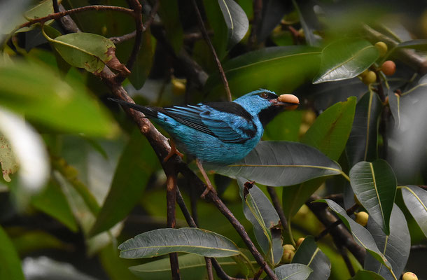 Blue Dacnis