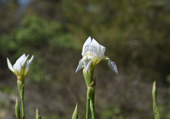 Iris florentiina?