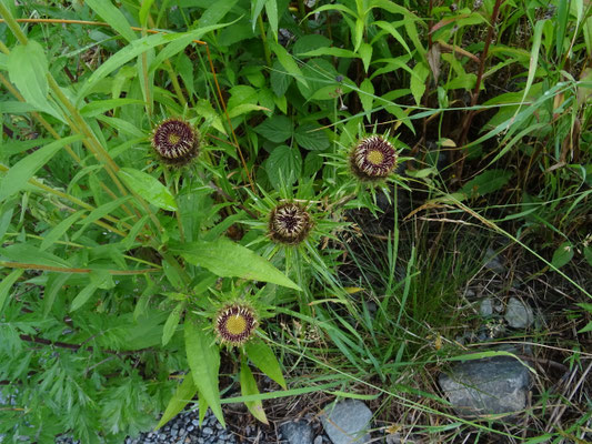 Carlina vulgaris - Driedistel