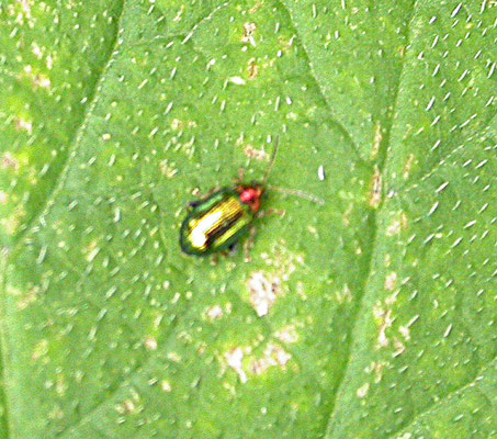 Crepidodera aurata - Gouden wilgenaardvlo