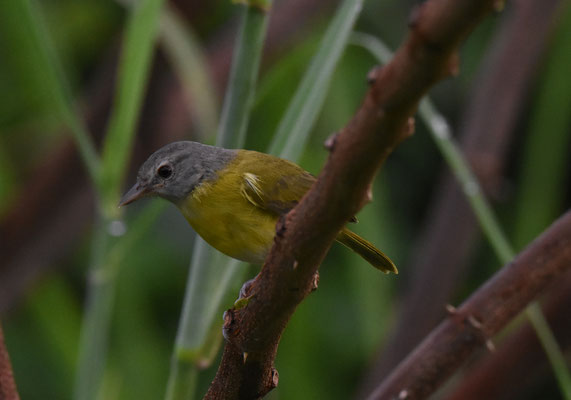 Ashy-headed Greenlet