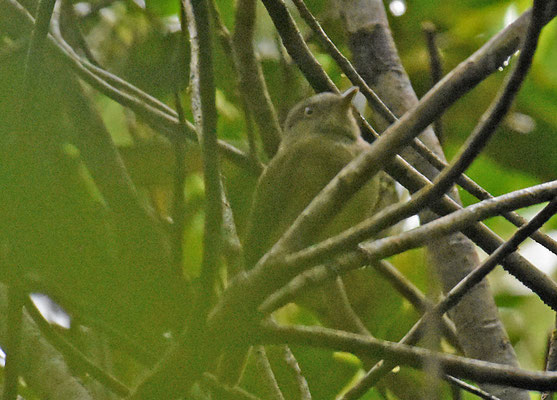 Saffron-crested Tyrant-Manakin