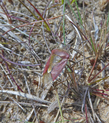 Dolycoris baccarum - Bessenschildwants