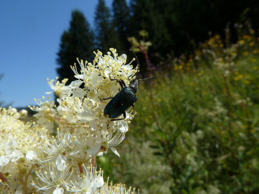 Gaurotes virginea