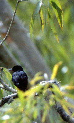 Shining Flycatcher