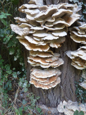 Laetiporus sulphureus - Zwavelzwam