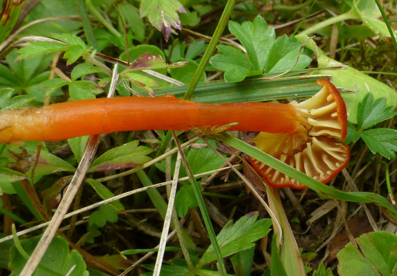 Hygrocybe miniata var. mollis - Gewoon vuurzwammetje