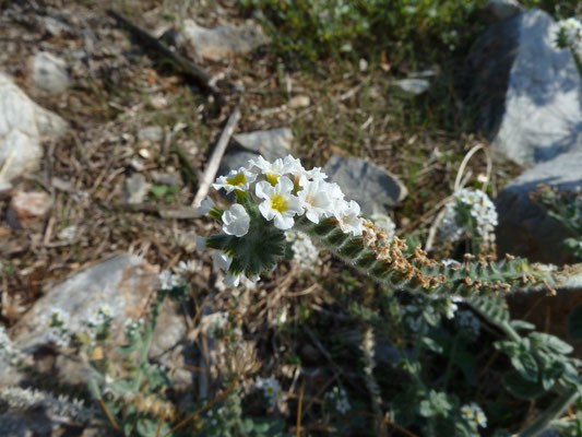 Heliotropium europaeum - Europese heliotroop