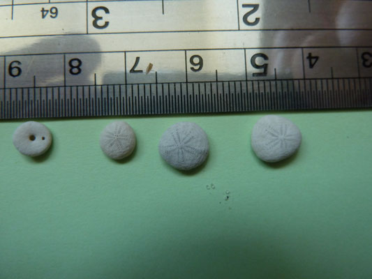 Echinocyamus pusillus - Zeeboontje (Dwergzee-appel)