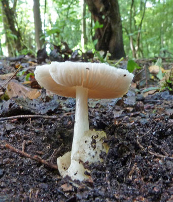 Volvariella hypopithys - Donzige Beurszwam