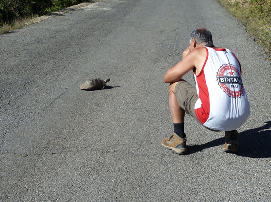 Jur fotografeert klokschildpad (Testudo marginata)