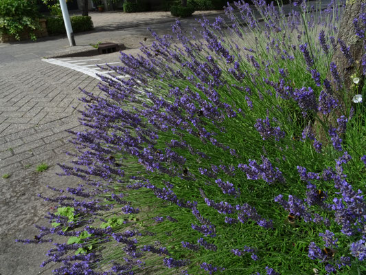 Lavandula angustifolia - Echte lavendel