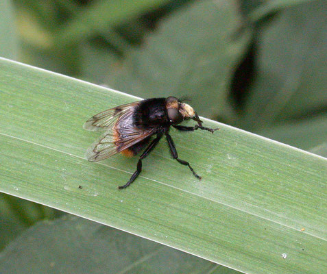 Volucella bombylans - Hommelreus