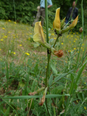 Vicia lutea - Gele wikke