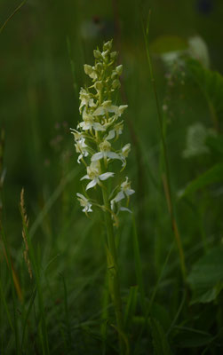 Platanthera chlorantha - Bergnachtorchis