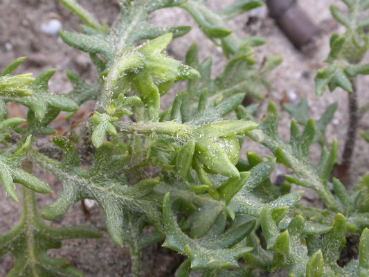 Solanum triflorum - Driebloemige nachtschade
