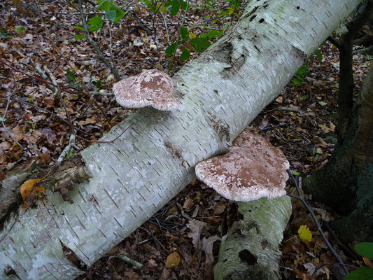 Piptoporus betulinus - Berkenzwam